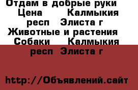 Отдам в добрые руки!  › Цена ­ 0 - Калмыкия респ., Элиста г. Животные и растения » Собаки   . Калмыкия респ.,Элиста г.